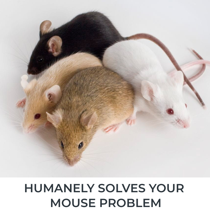 CONNTRACEPTOL The humane control of invasive rodents